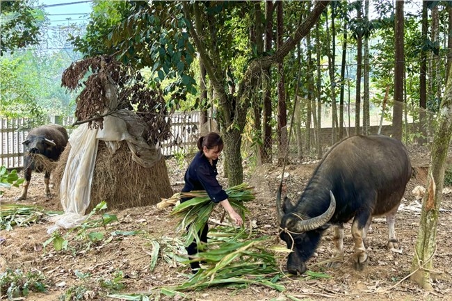 Phú Thọ: Hỗ trợ vay vốn chính sách cho người hoàn lương